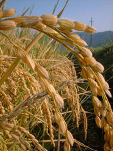 画像をギャラリービューアに読み込む, 【新米】兵庫県但馬産特別栽培コシヒカリ