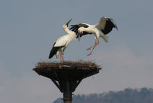 画像をギャラリービューアに読み込む, 【新米】兵庫県但馬産特別栽培コシヒカリ